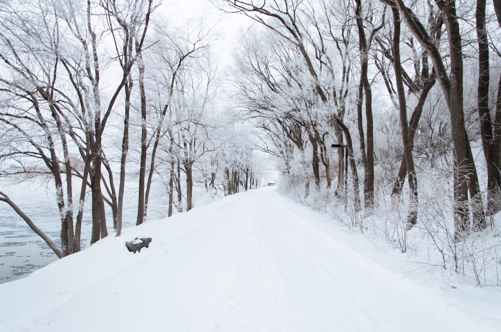 snowy trail surrounded by trees